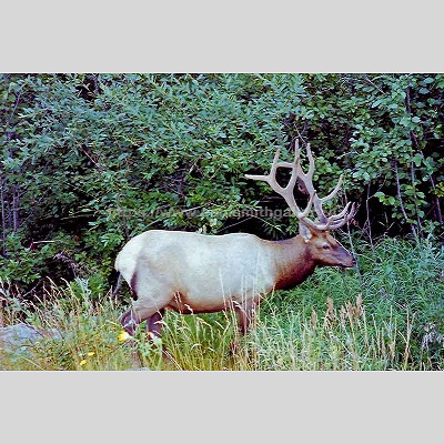 Rocky Mountain Elk Wildlife Photo